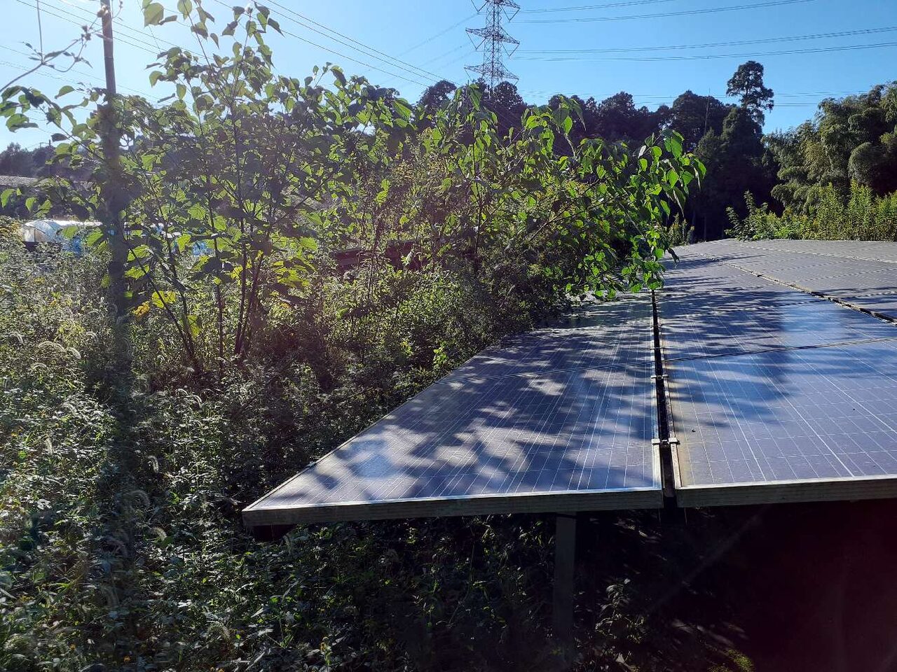 太陽光発電の雑草対策5選｜雑草対策が必要な理由も合わせて解説